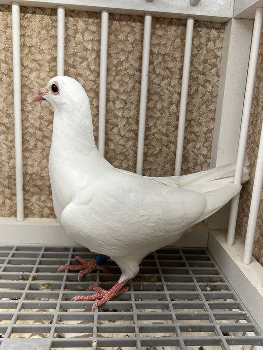 2025 Rocky Ridge White Pigeon "RRL 449”