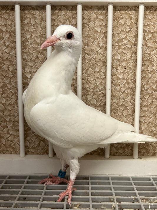 2025 Pure White Belgian Del bar "RRL 482”