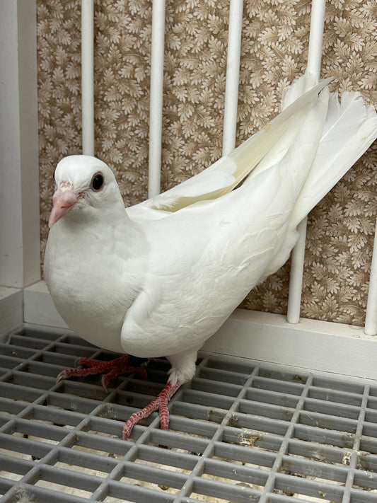 2025 Pure White Belgian Del bar "RRL 436”