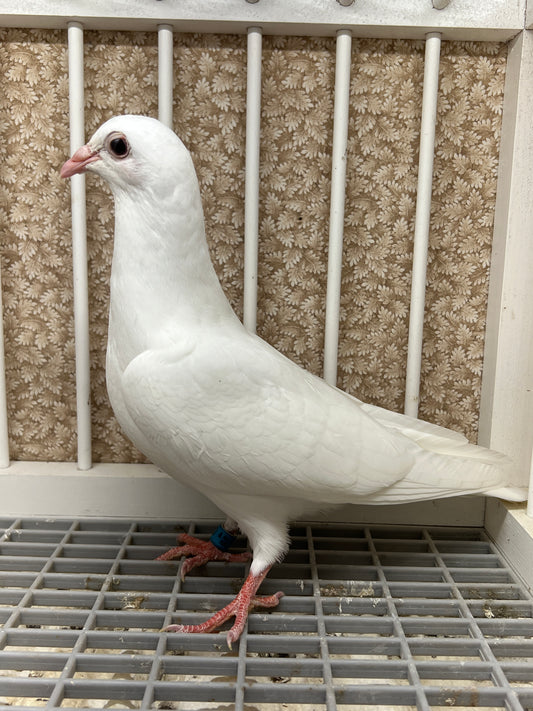 2025 Rocky Ridge White Pigeon "RRL 450”