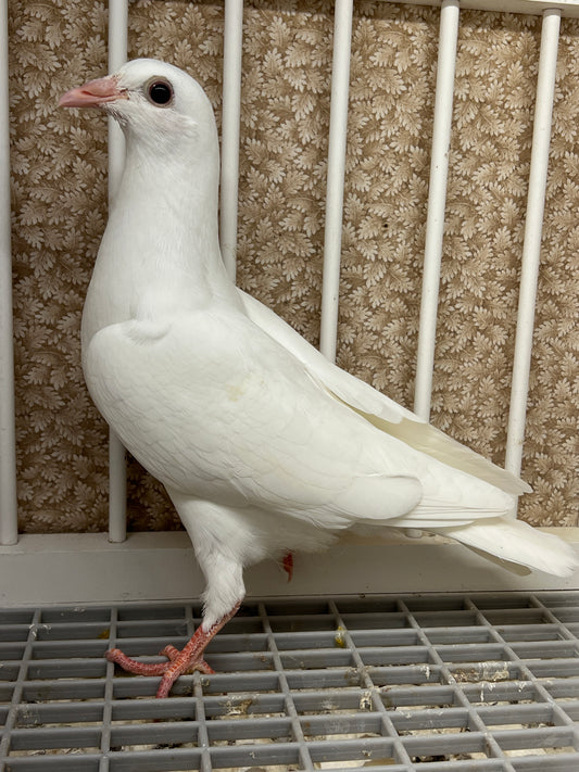 2025 Pure White Belgian Del bar "RRL 470”