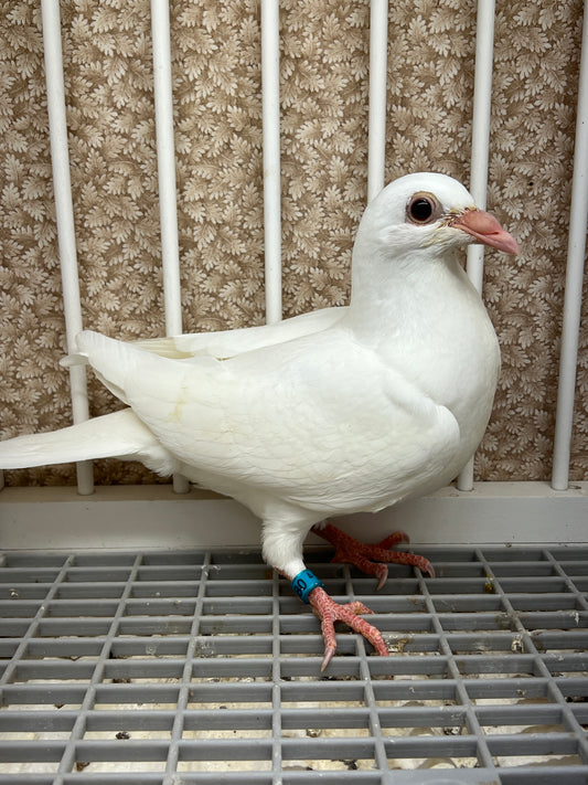 2025 Rocky Ridge White Pigeon "RRL 480”