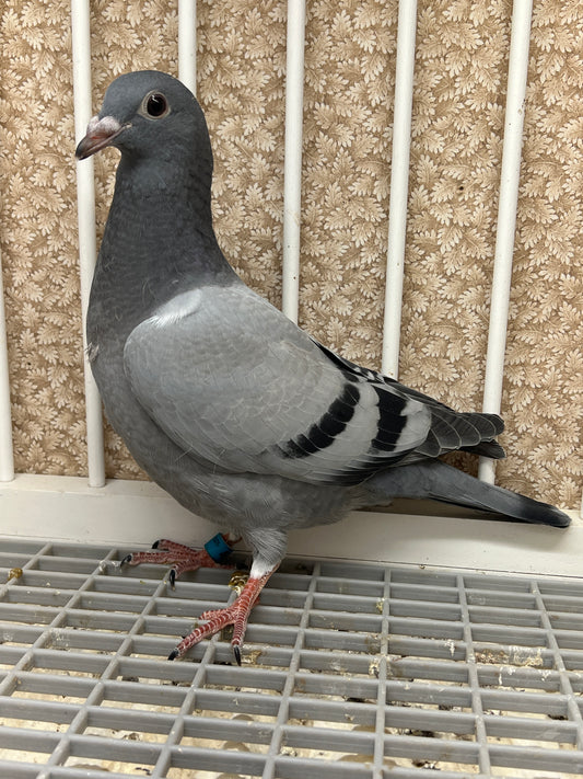 (Big Money/Ornat)Racing Pigeon (RRL 461)