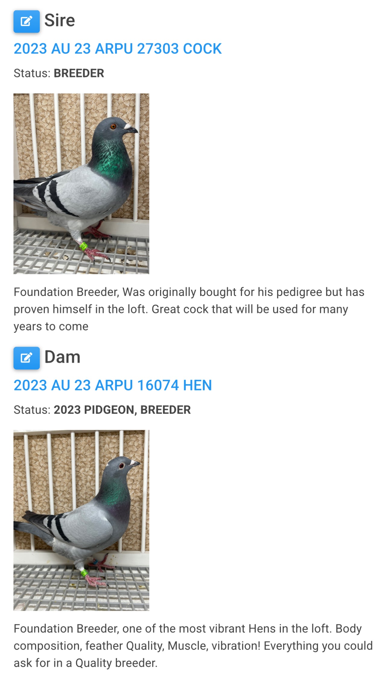 OLR Racing Pigeon "RRL 465”