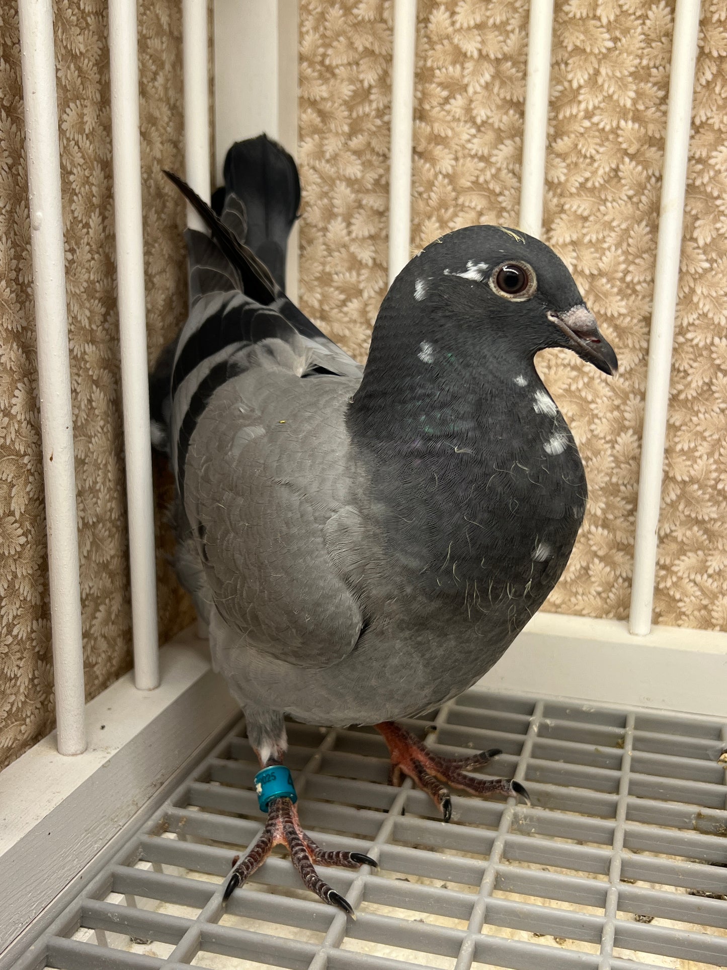 OLR Racing Pigeon "RRL 465”