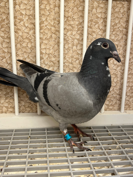 OLR Racing Pigeon "RRL 465”