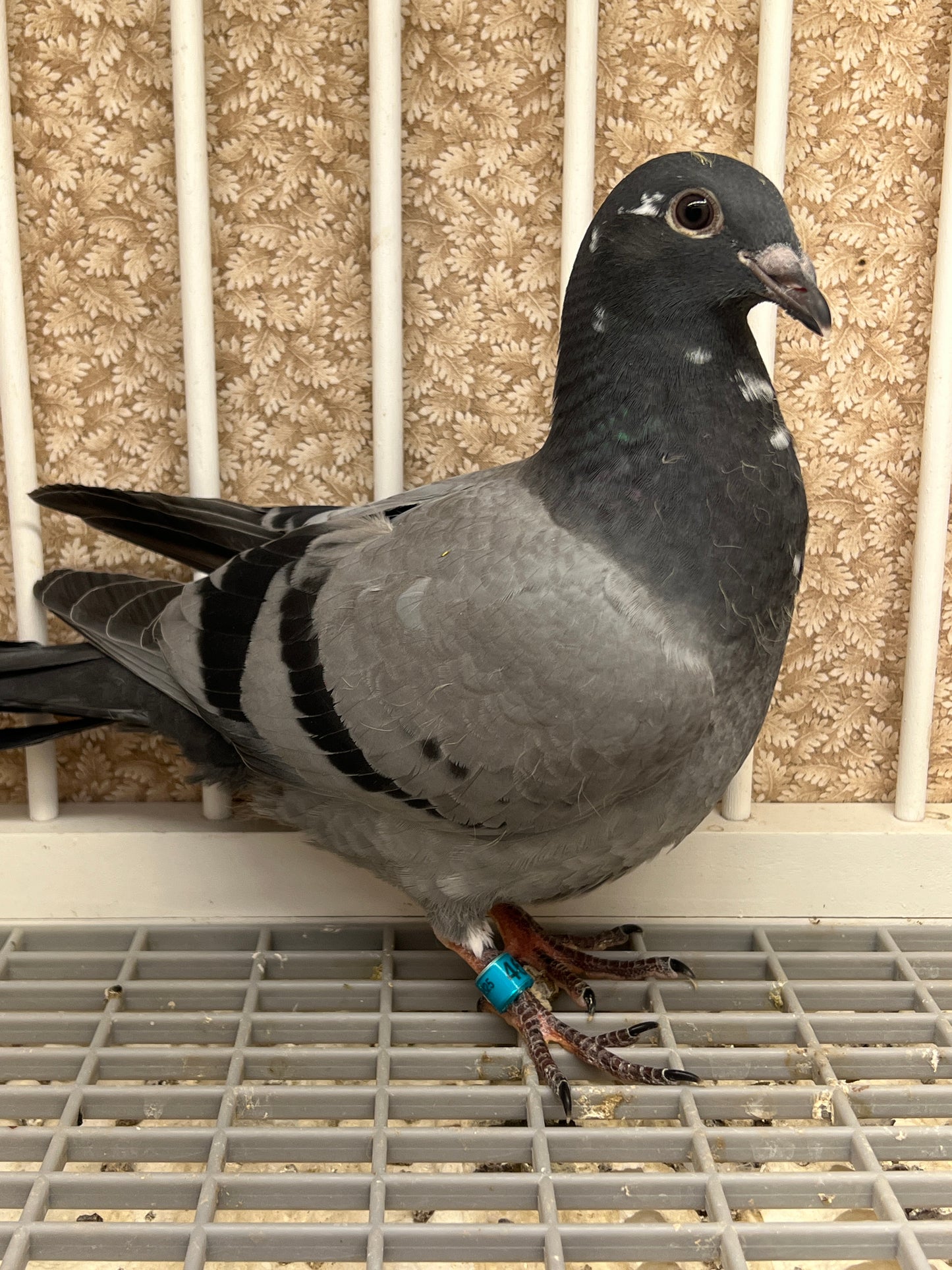 OLR Racing Pigeon "RRL 465”