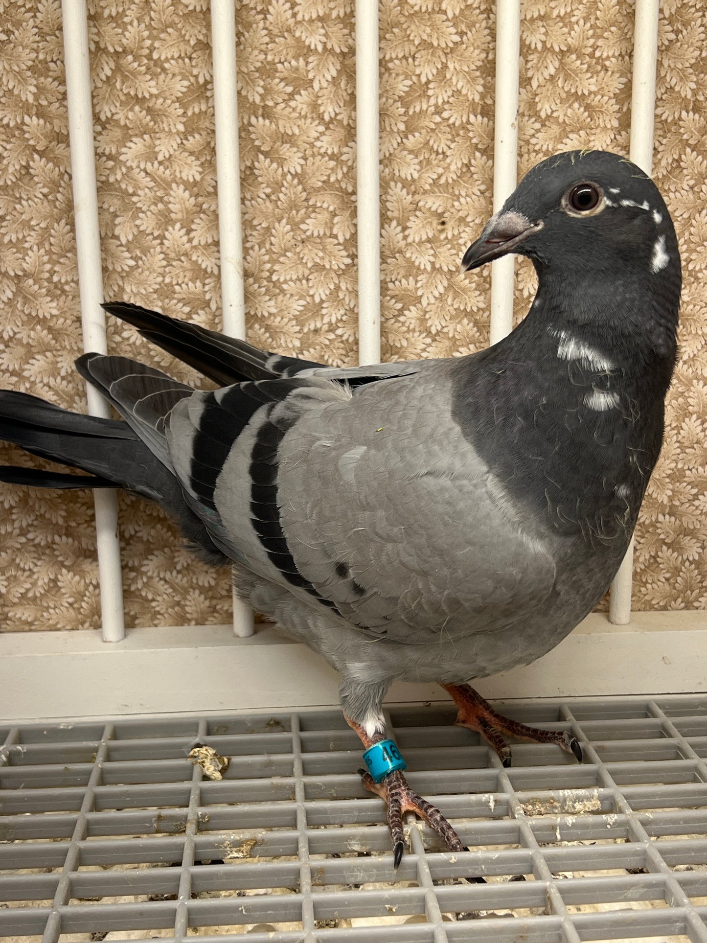 OLR Racing Pigeon "RRL 465”
