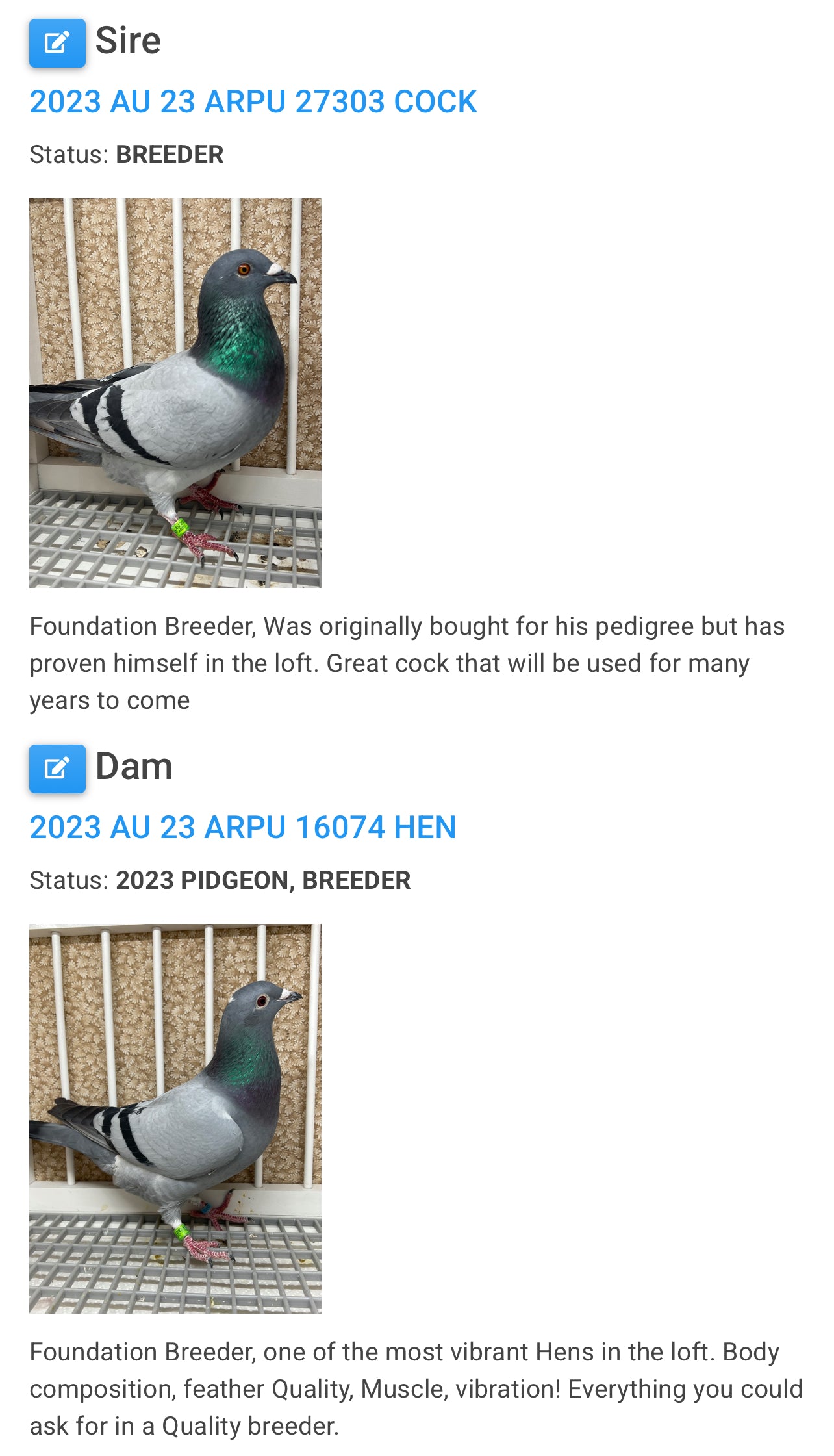 OLR Racing Pigeon "RRL 464”