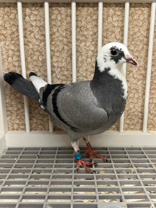 OLR Racing Pigeon "RRL 464”