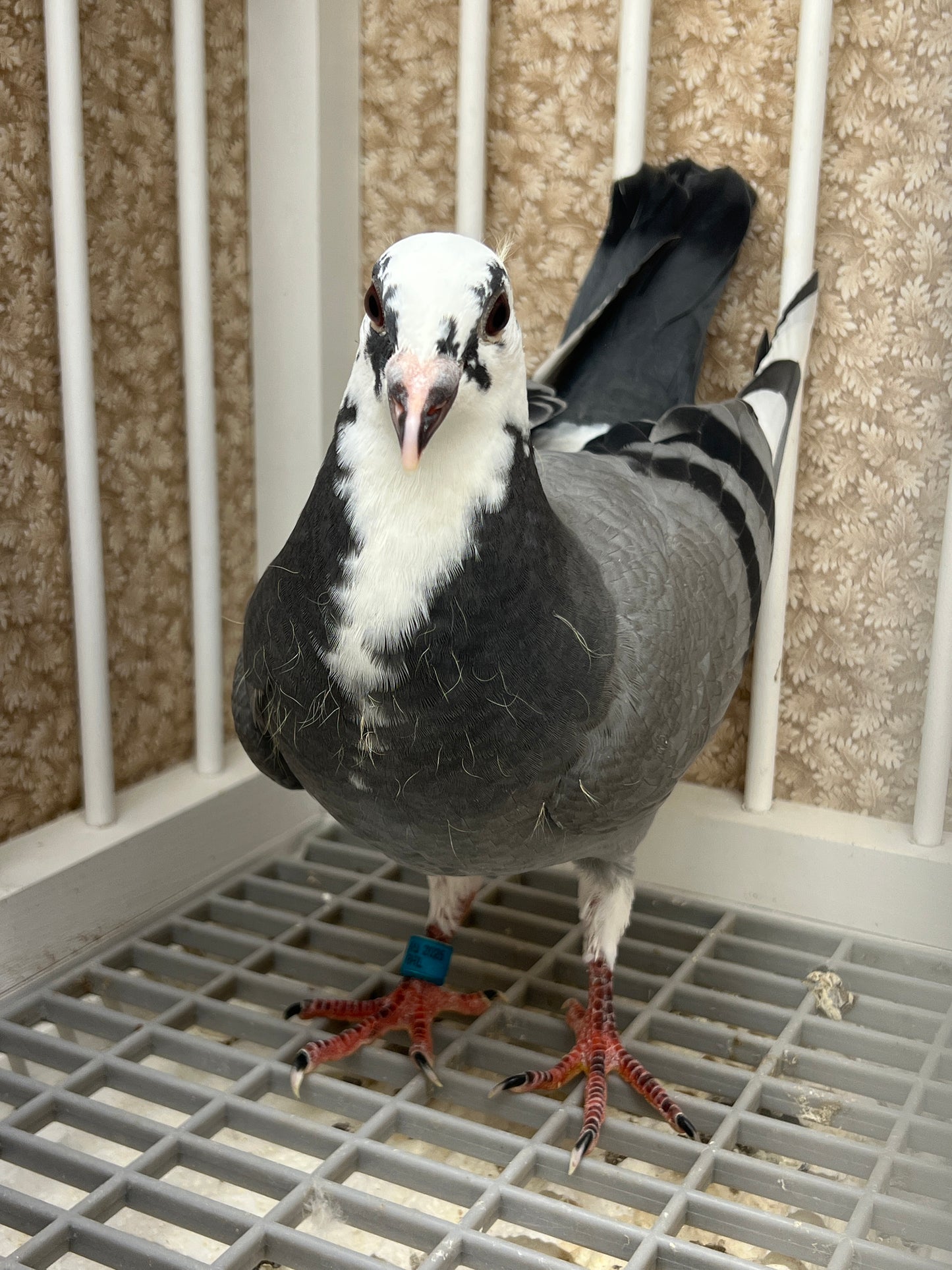 OLR Racing Pigeon "RRL 464”