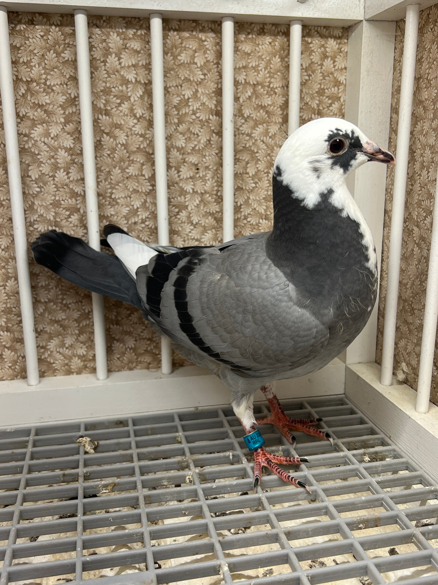 OLR Racing Pigeon "RRL 464”