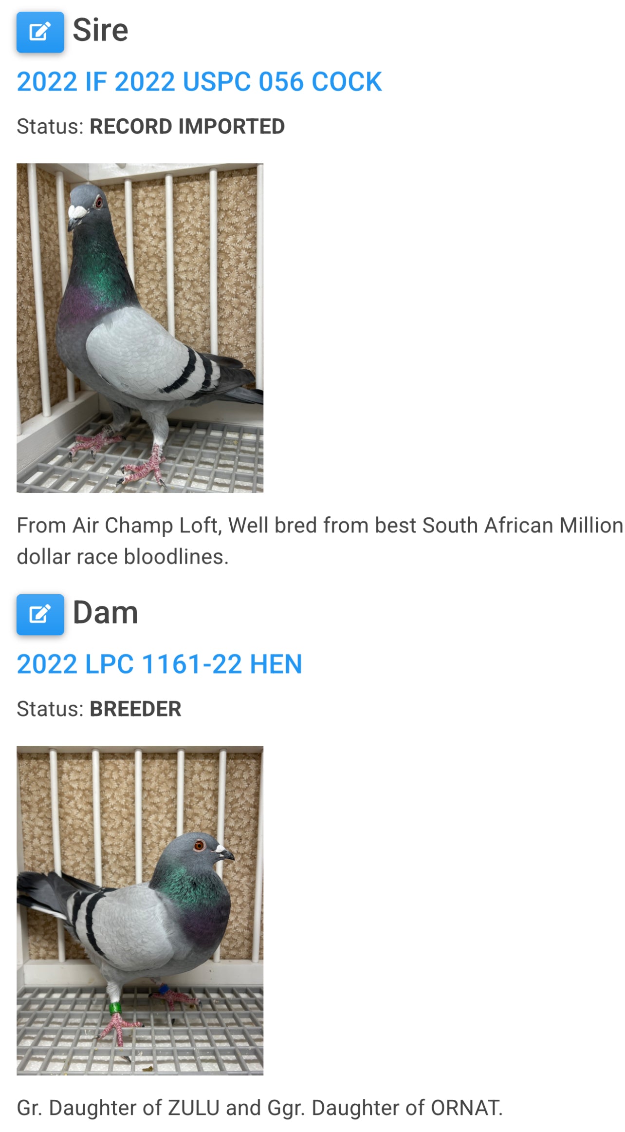 Racing Pigeon (RRL 453)