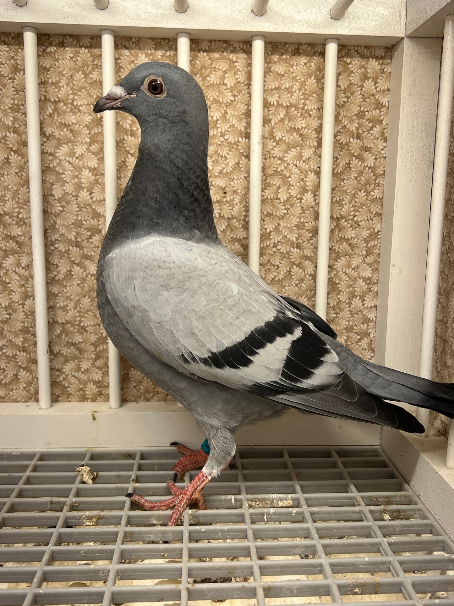Racing Pigeon (RRL 453)