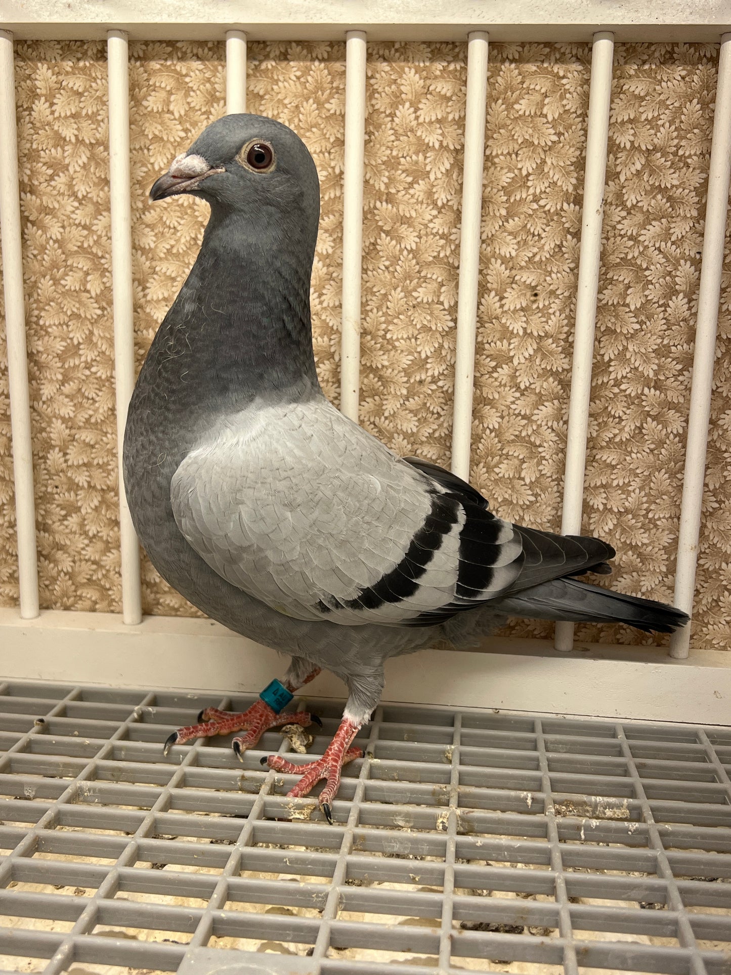 Racing Pigeon (RRL 453)