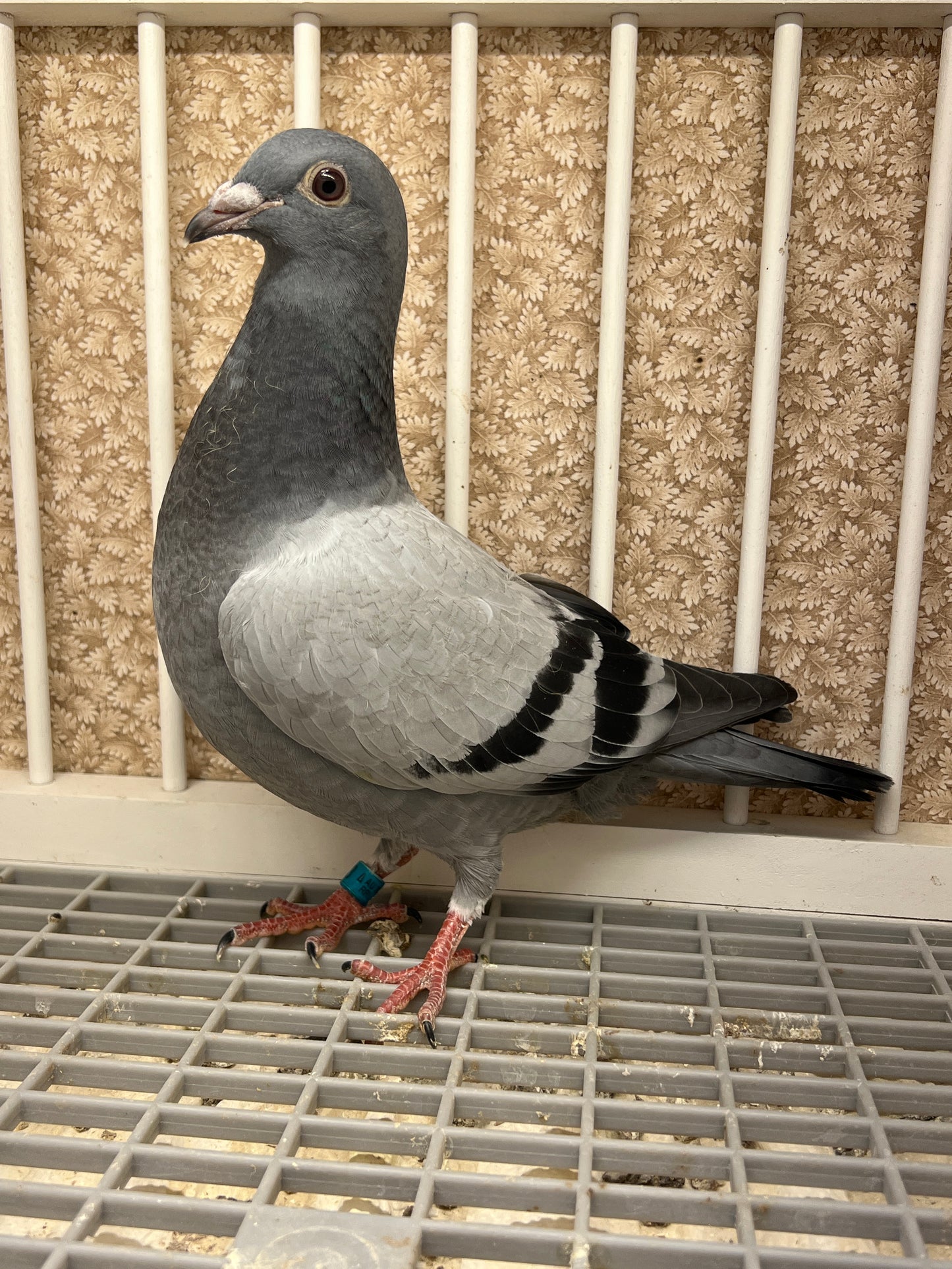 Racing Pigeon (RRL 453)