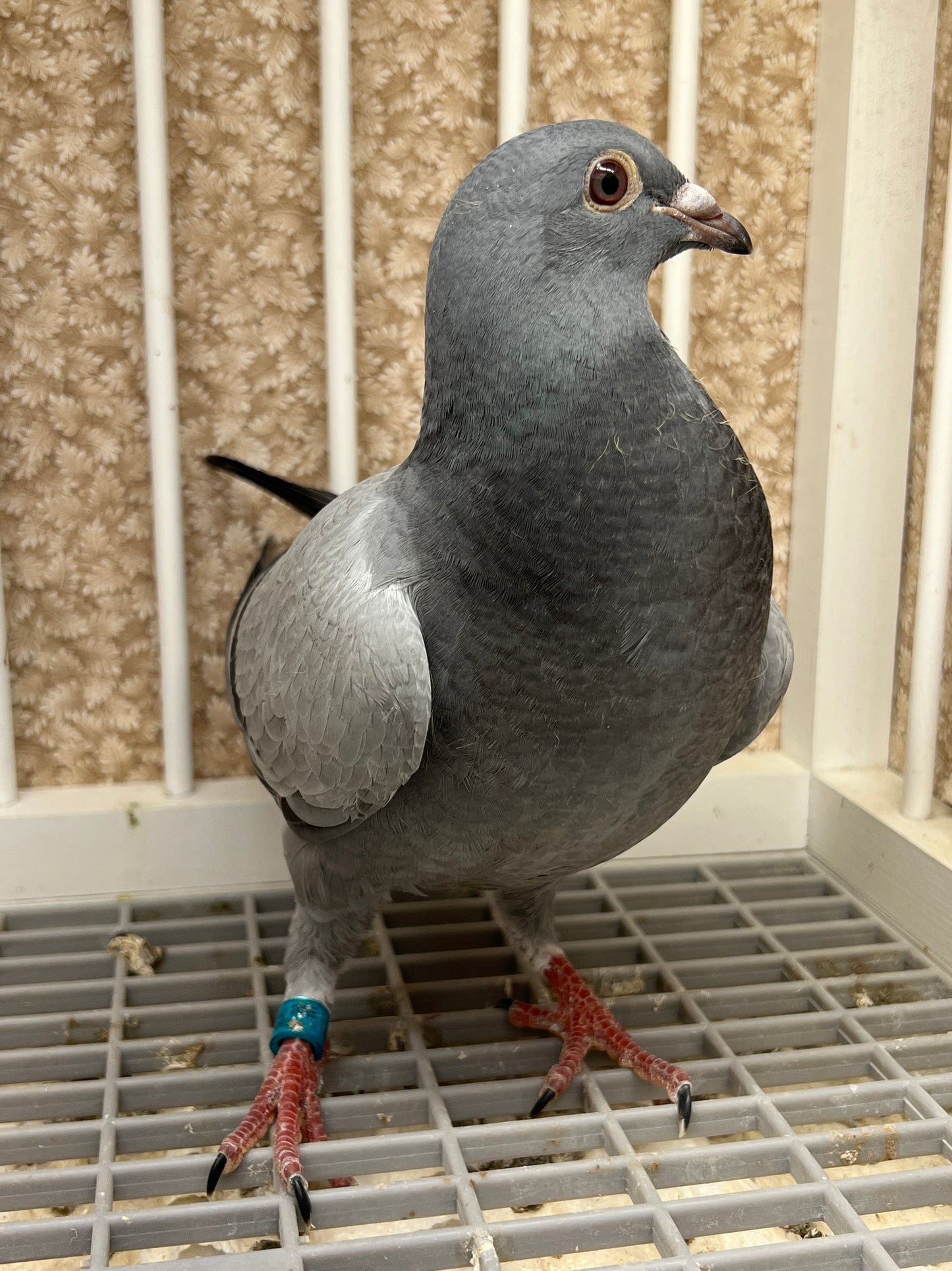 Racing Pigeon (RRL 453)