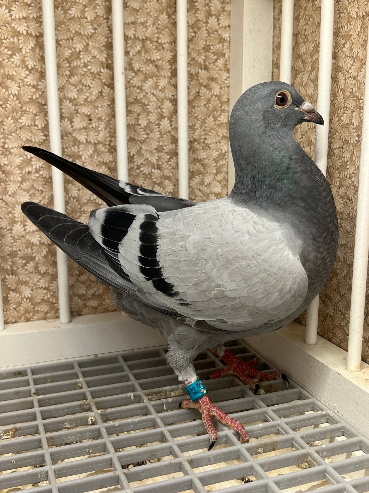Racing Pigeon (RRL 453)