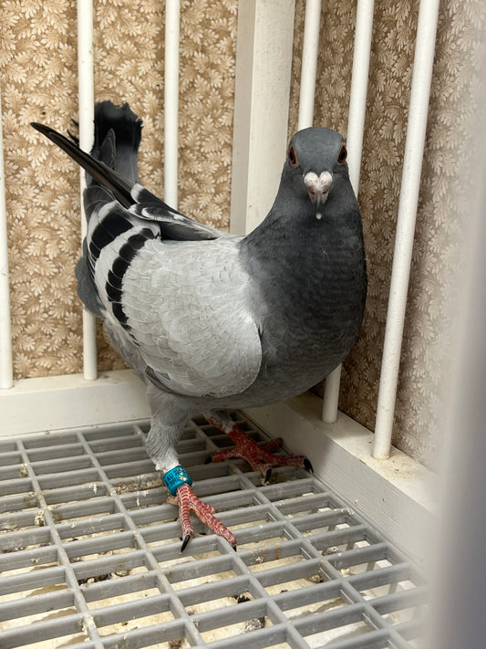 Racing Pigeon (RRL 453)