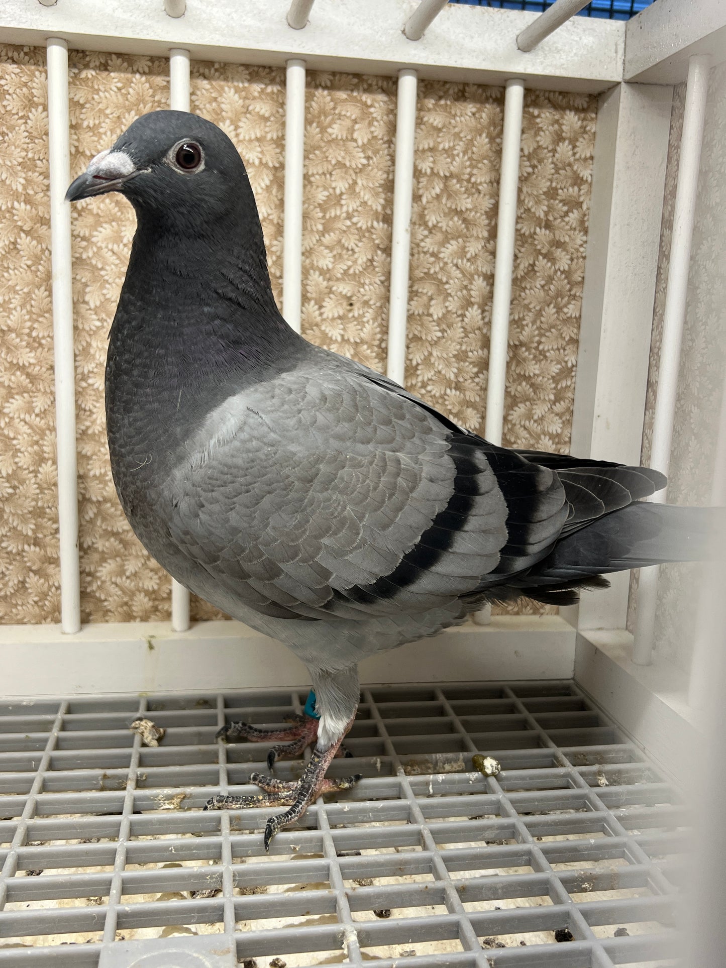 Racing Pigeon (RRL 483)