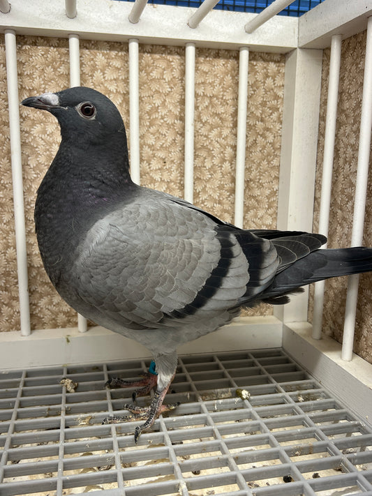 Racing Pigeon (RRL 483)