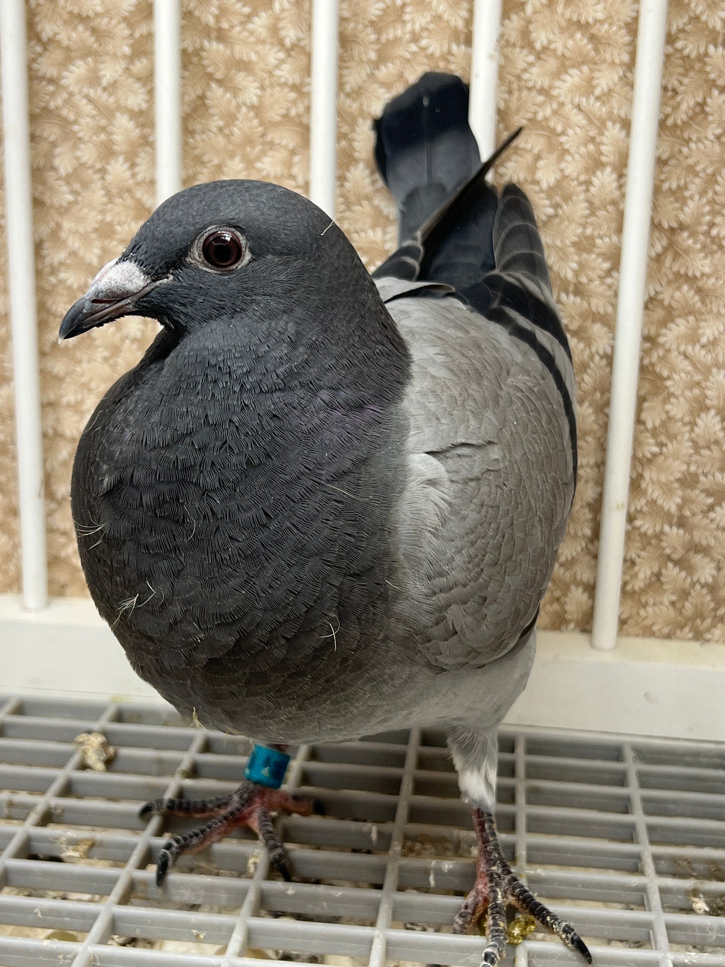 Racing Pigeon (RRL 483)