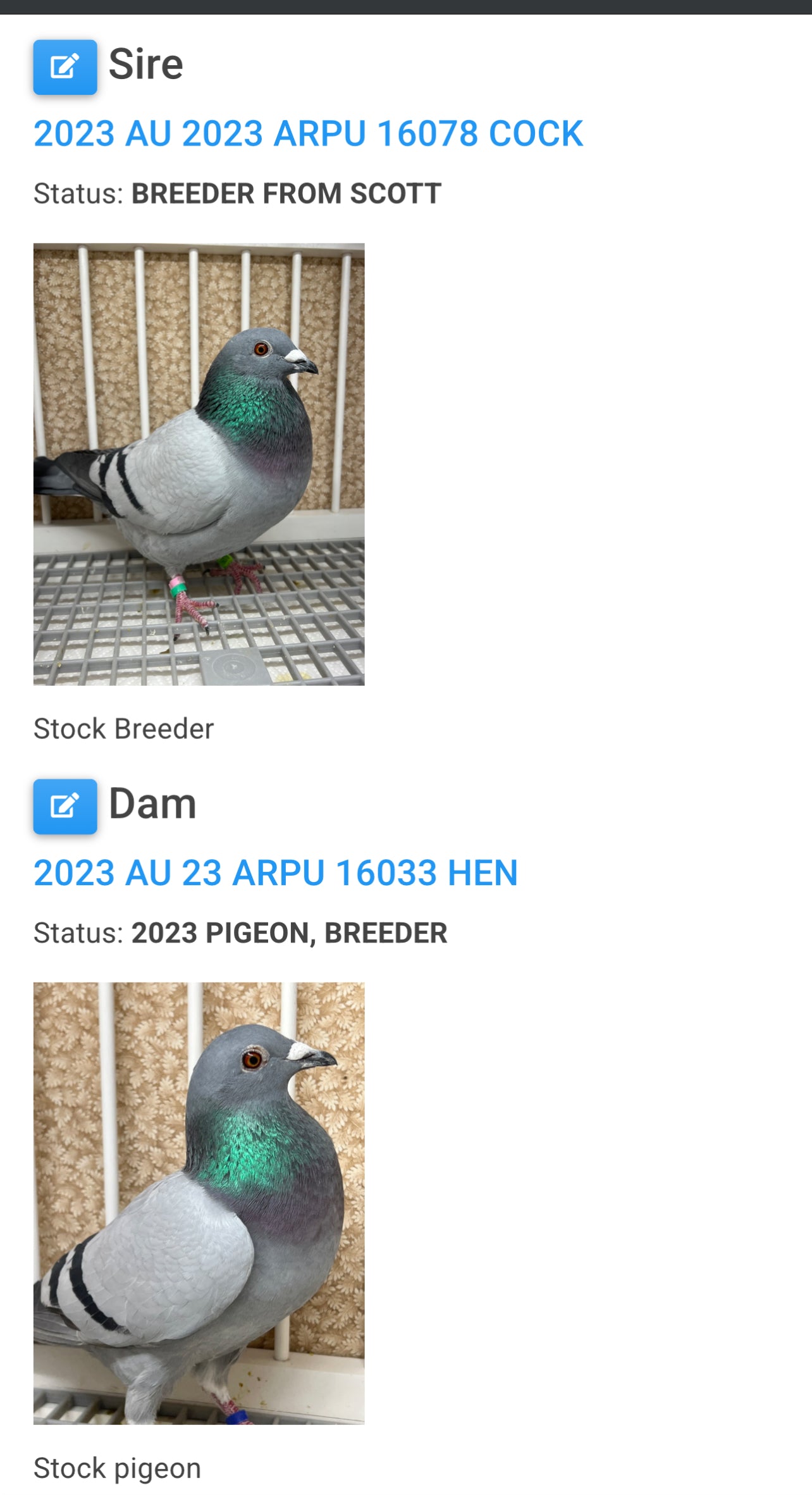 Racing Pigeon (RRL 486)
