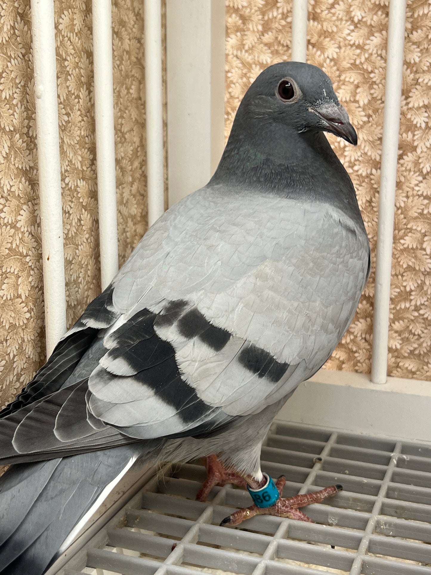Racing Pigeon (RRL 486)