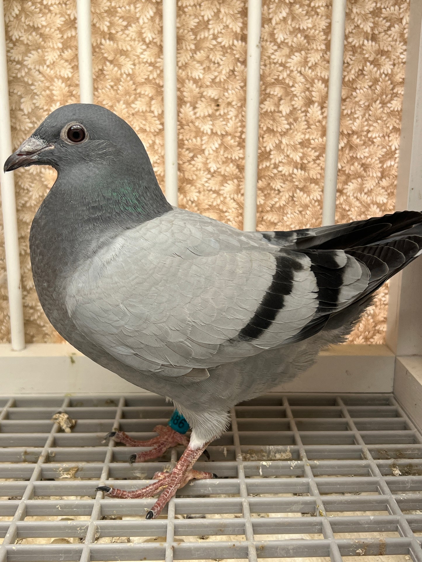 Racing Pigeon (RRL 486)