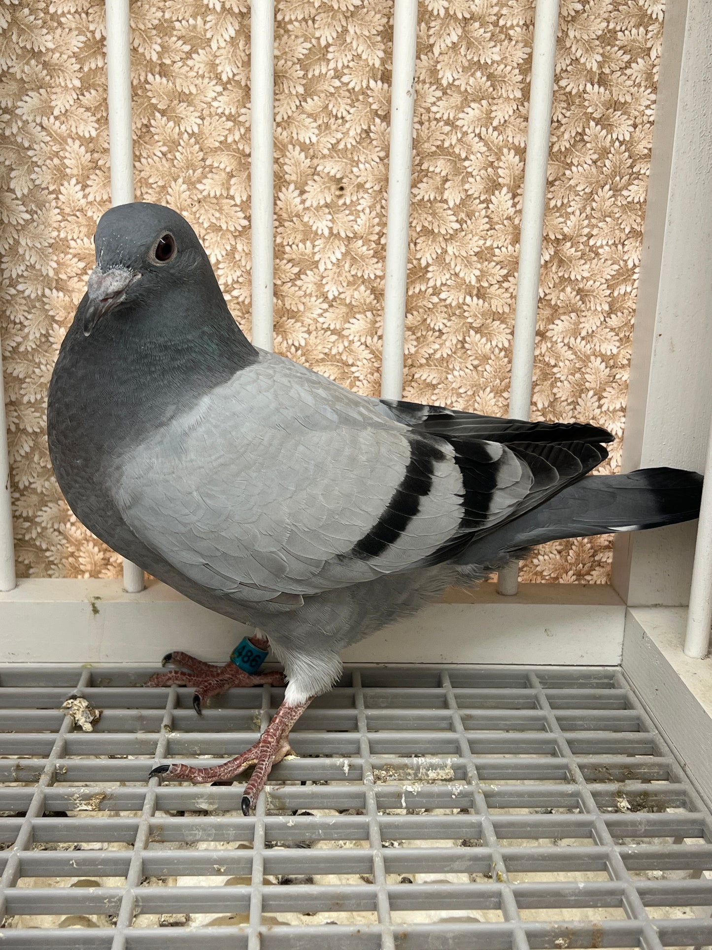 Racing Pigeon (RRL 486)