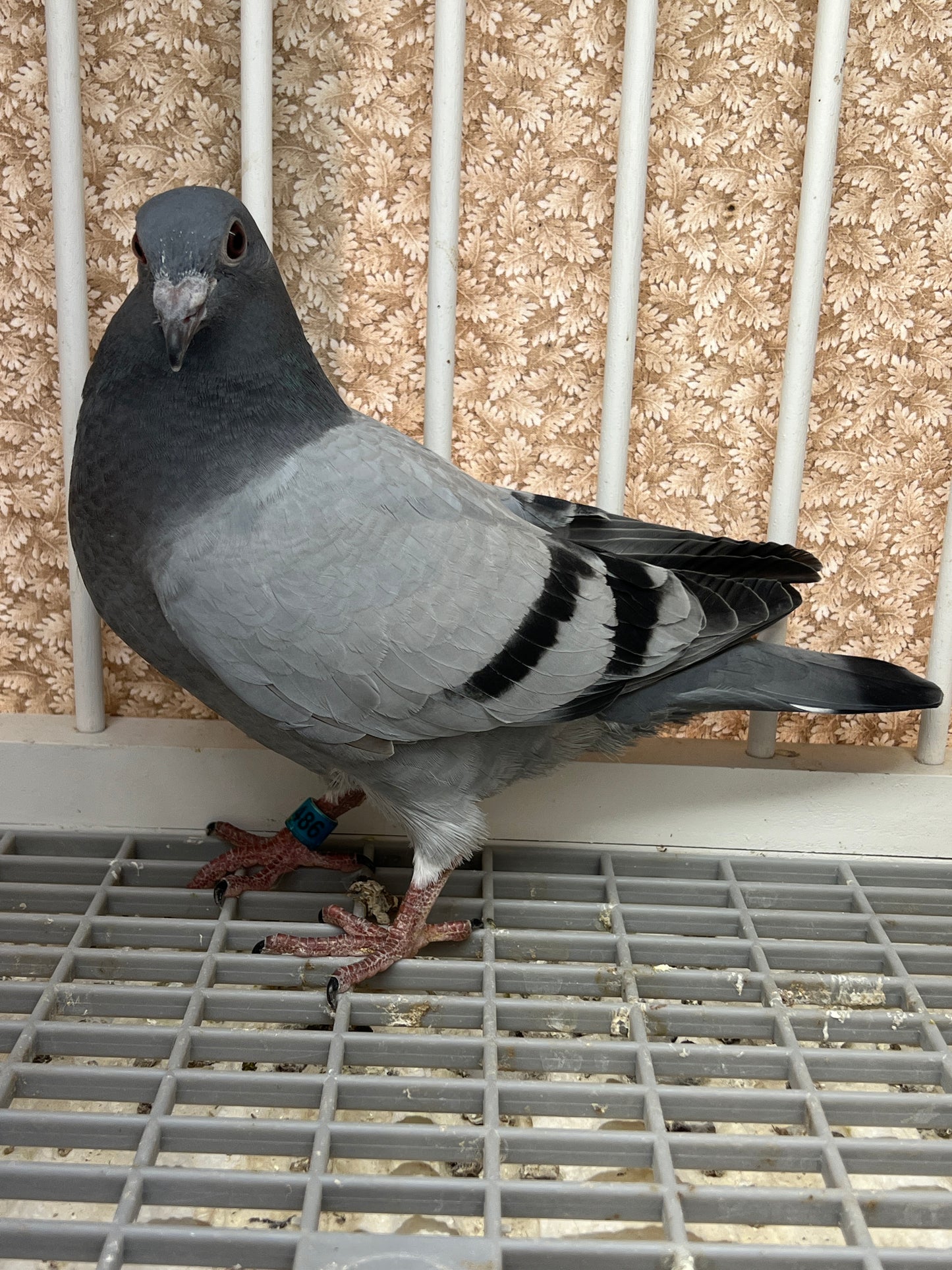 Racing Pigeon (RRL 486)