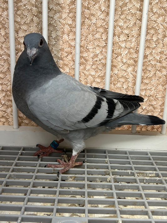 Racing Pigeon (RRL 486)