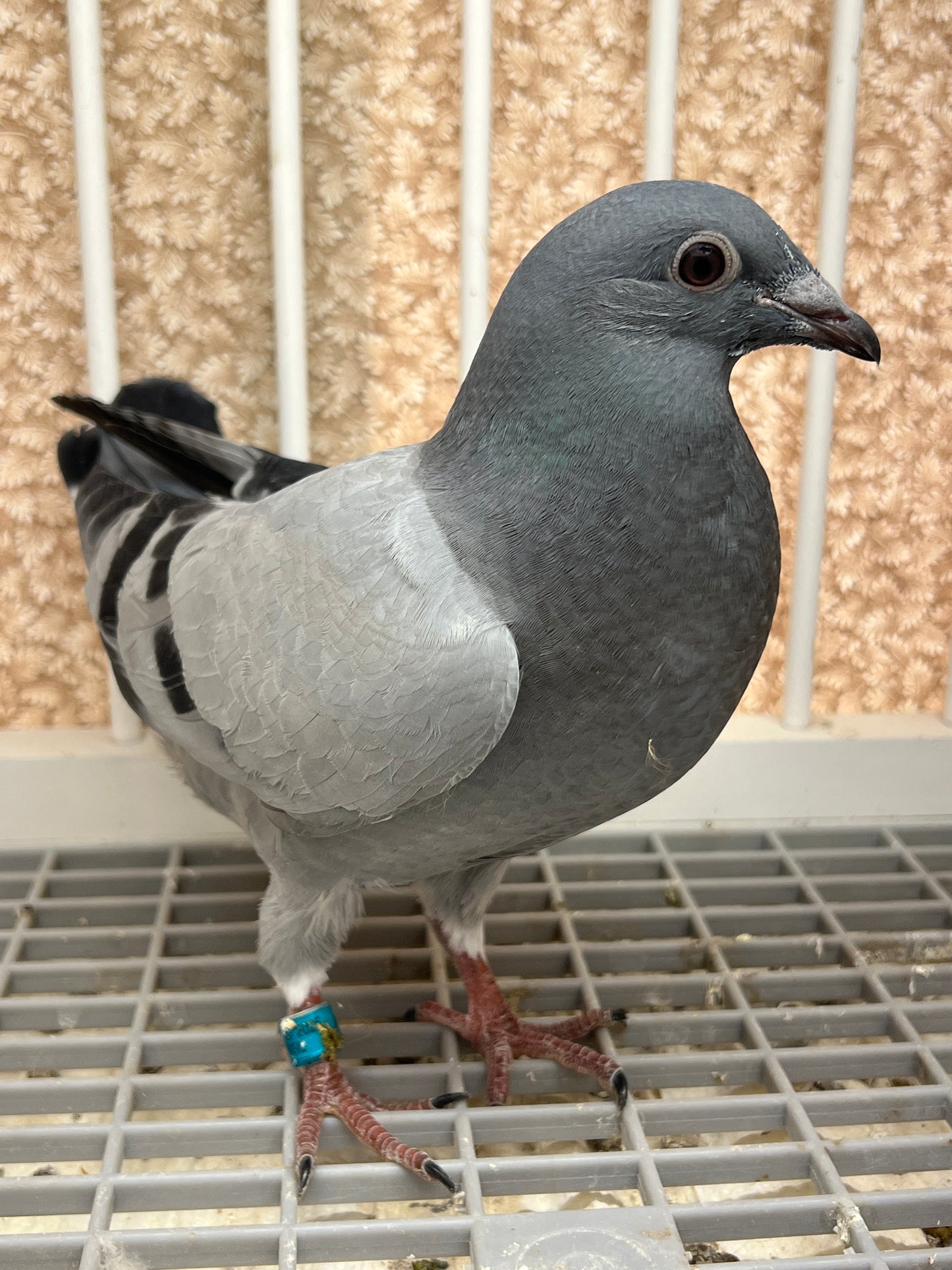 Racing Pigeon (RRL 486)