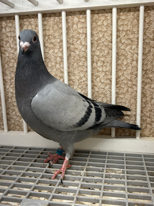 Racing Pigeon "RRL 460”