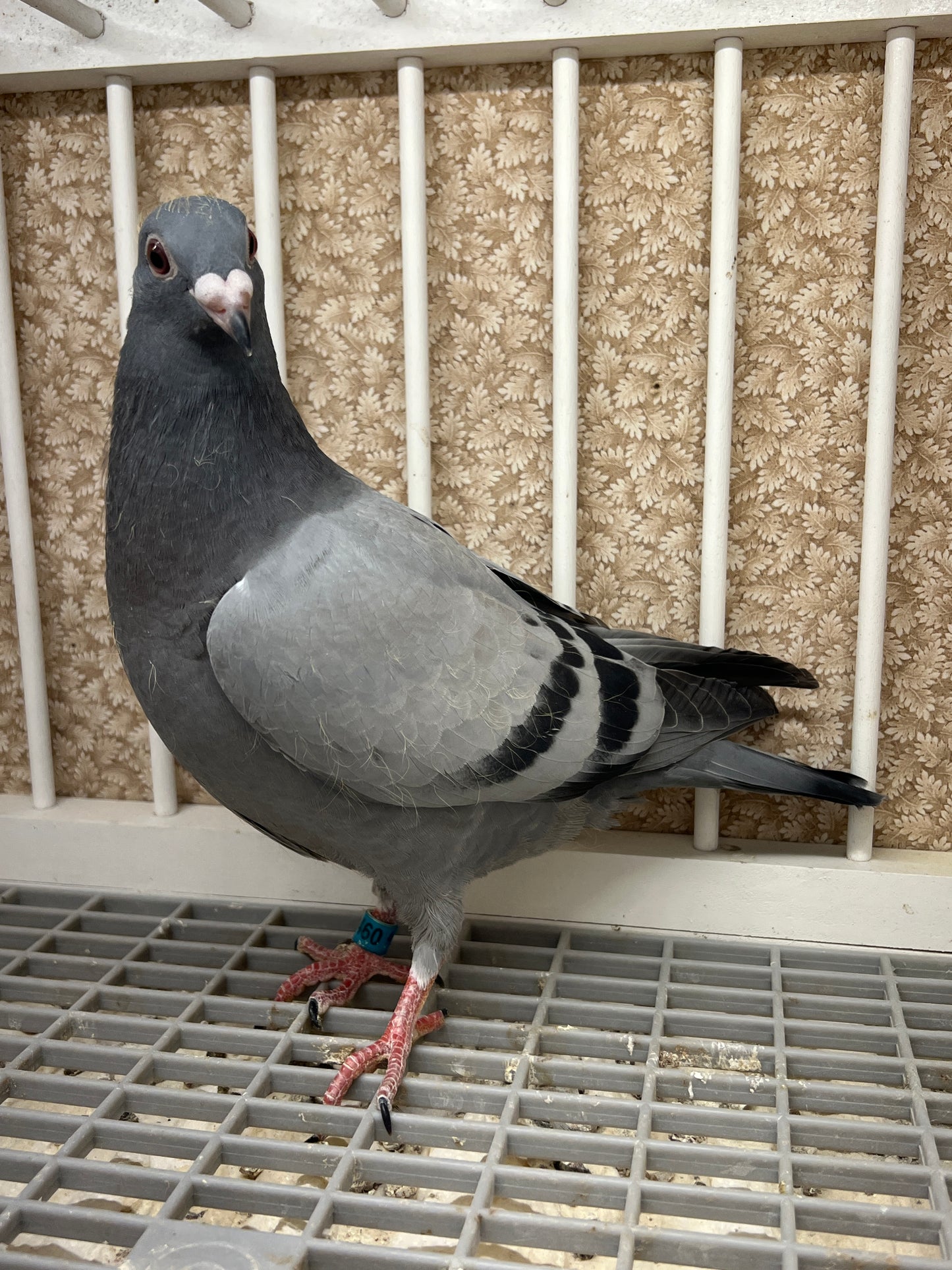 Racing Pigeon "RRL 460”
