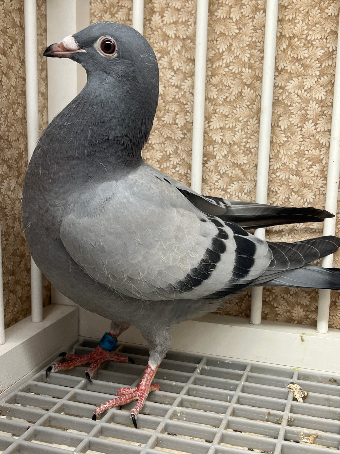 Racing Pigeon "RRL 460”