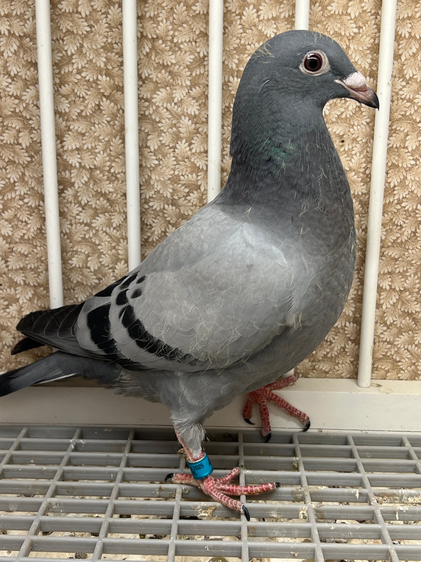 Racing Pigeon "RRL 460”