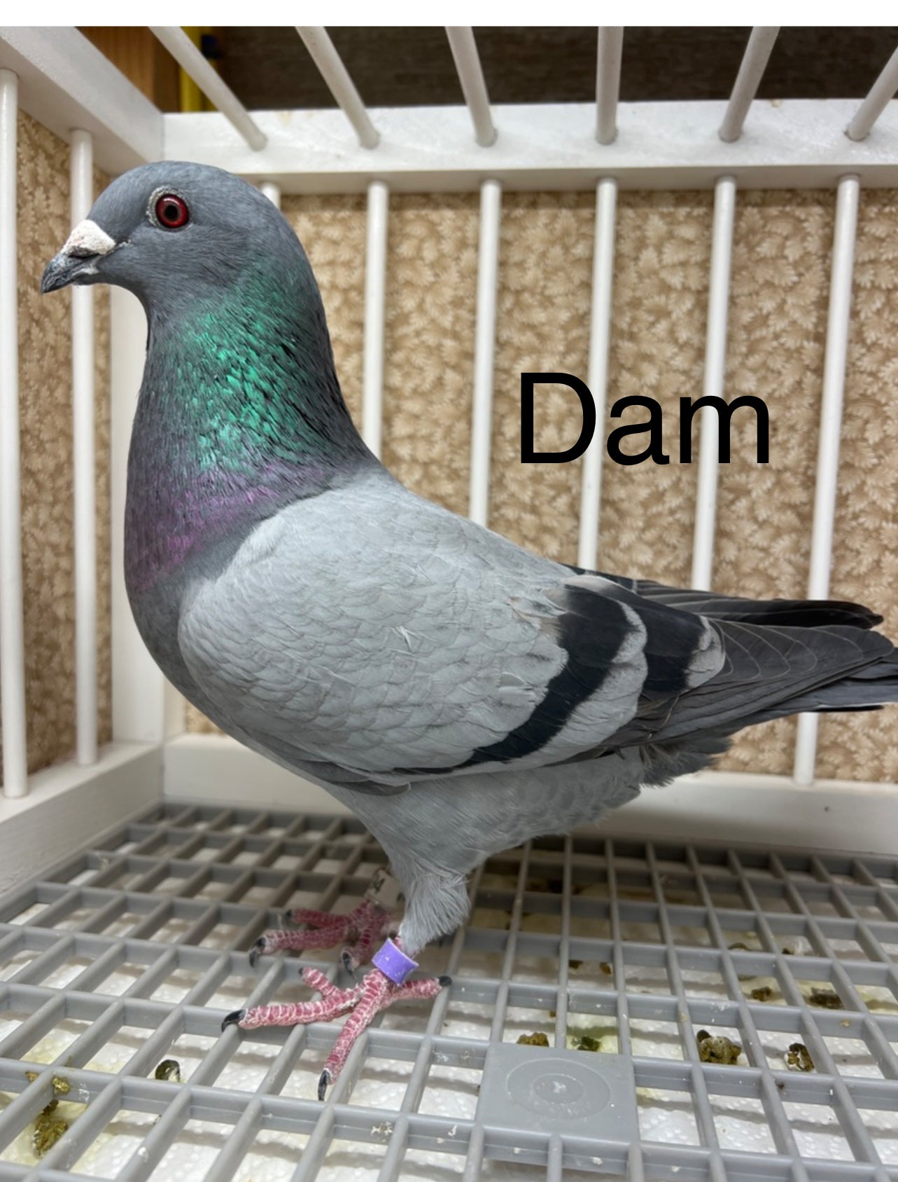 Houben/Janssen Racing Pigeon "RRL 475”