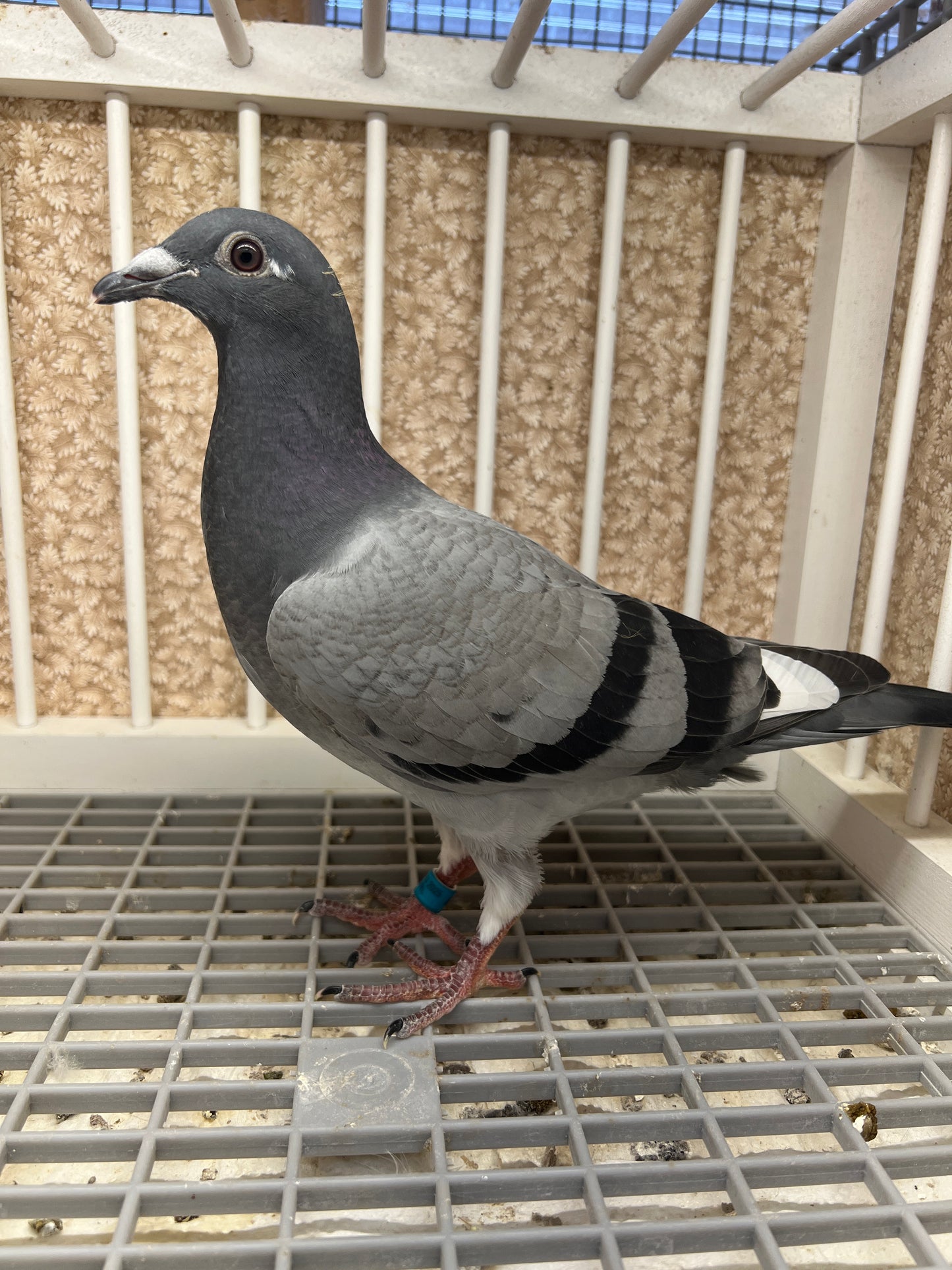 Houben/Janssen Racing Pigeon "RRL 475”
