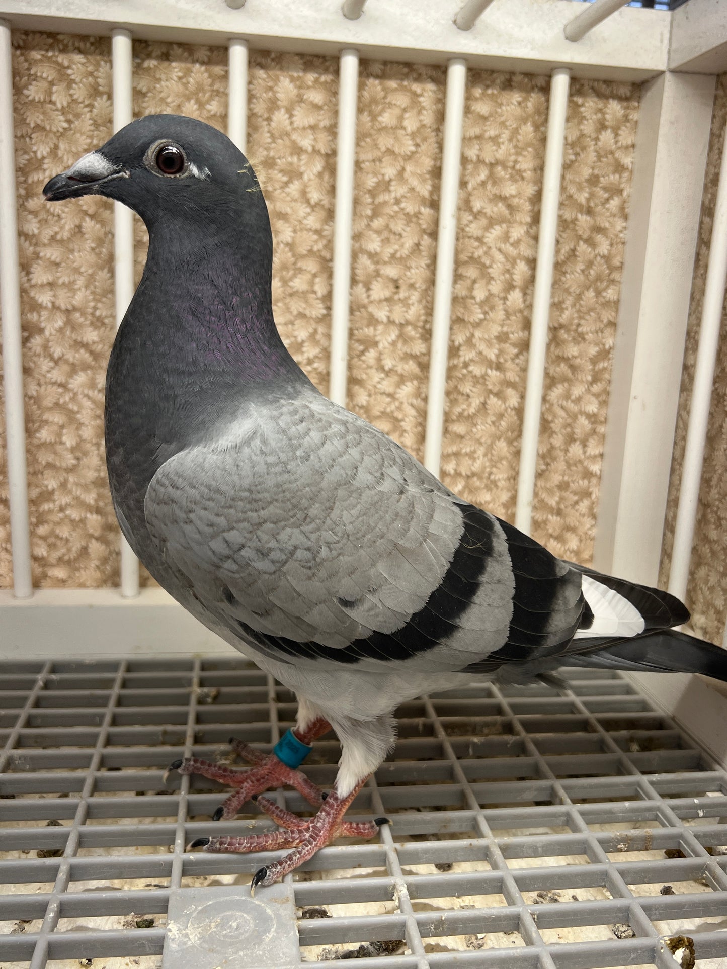 Houben/Janssen Racing Pigeon "RRL 475”