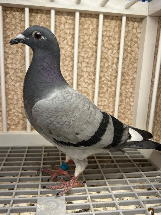 Houben/Janssen Racing Pigeon "RRL 475”