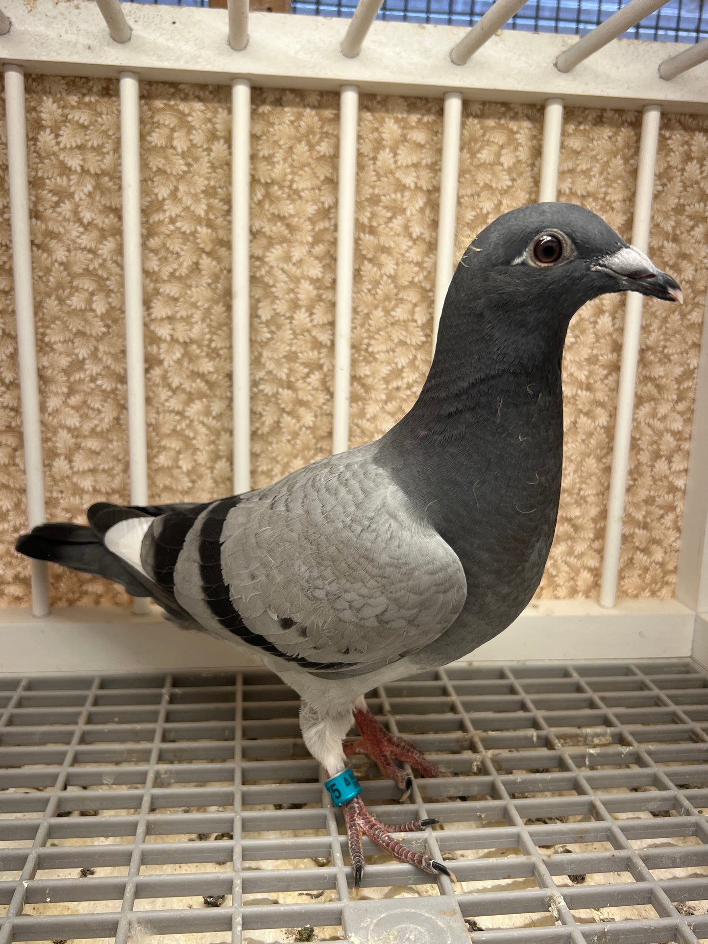Houben/Janssen Racing Pigeon "RRL 475”