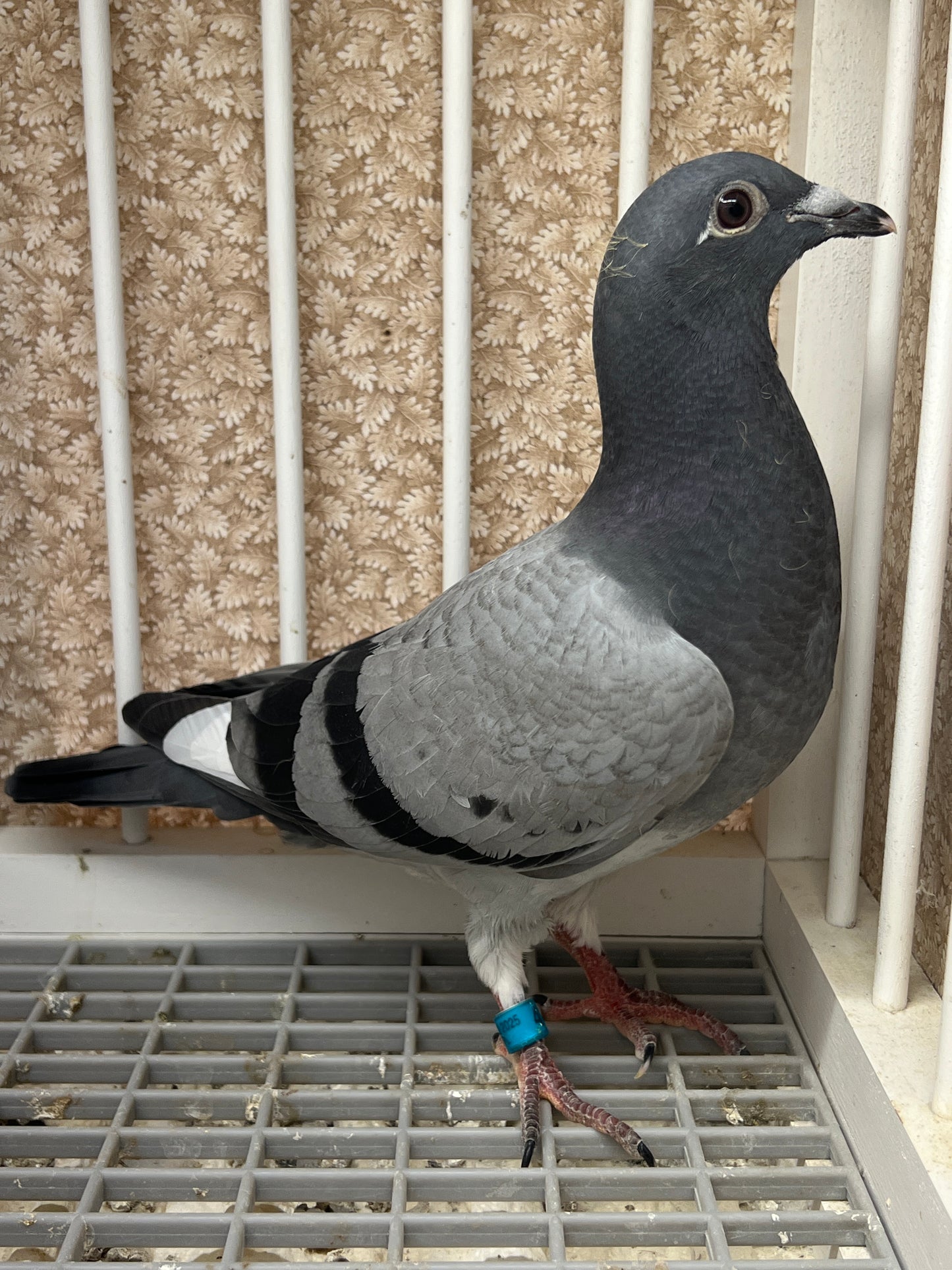 Houben/Janssen Racing Pigeon "RRL 475”