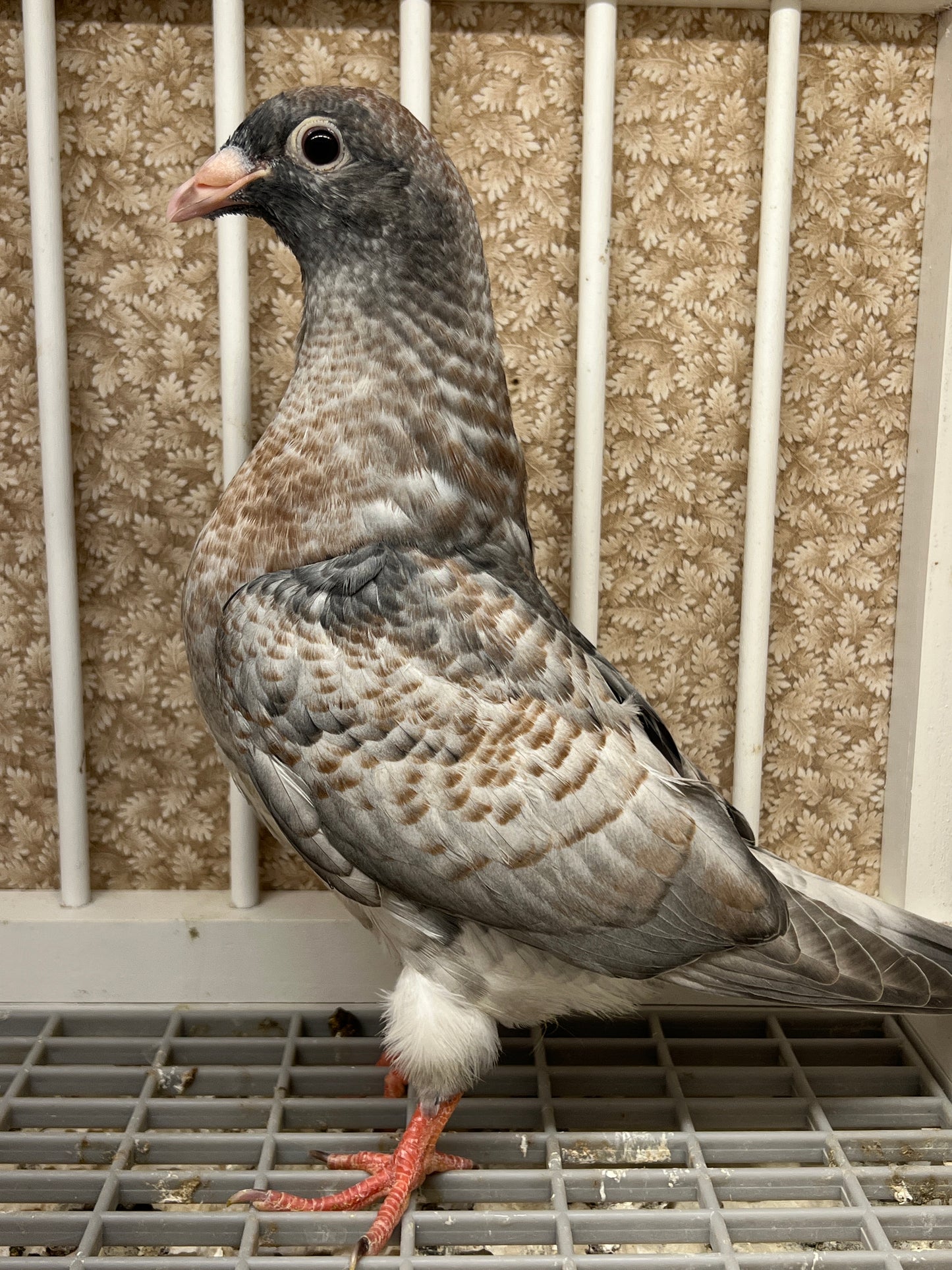 (Rubella) Racing Pigeon "GRPC 5403”