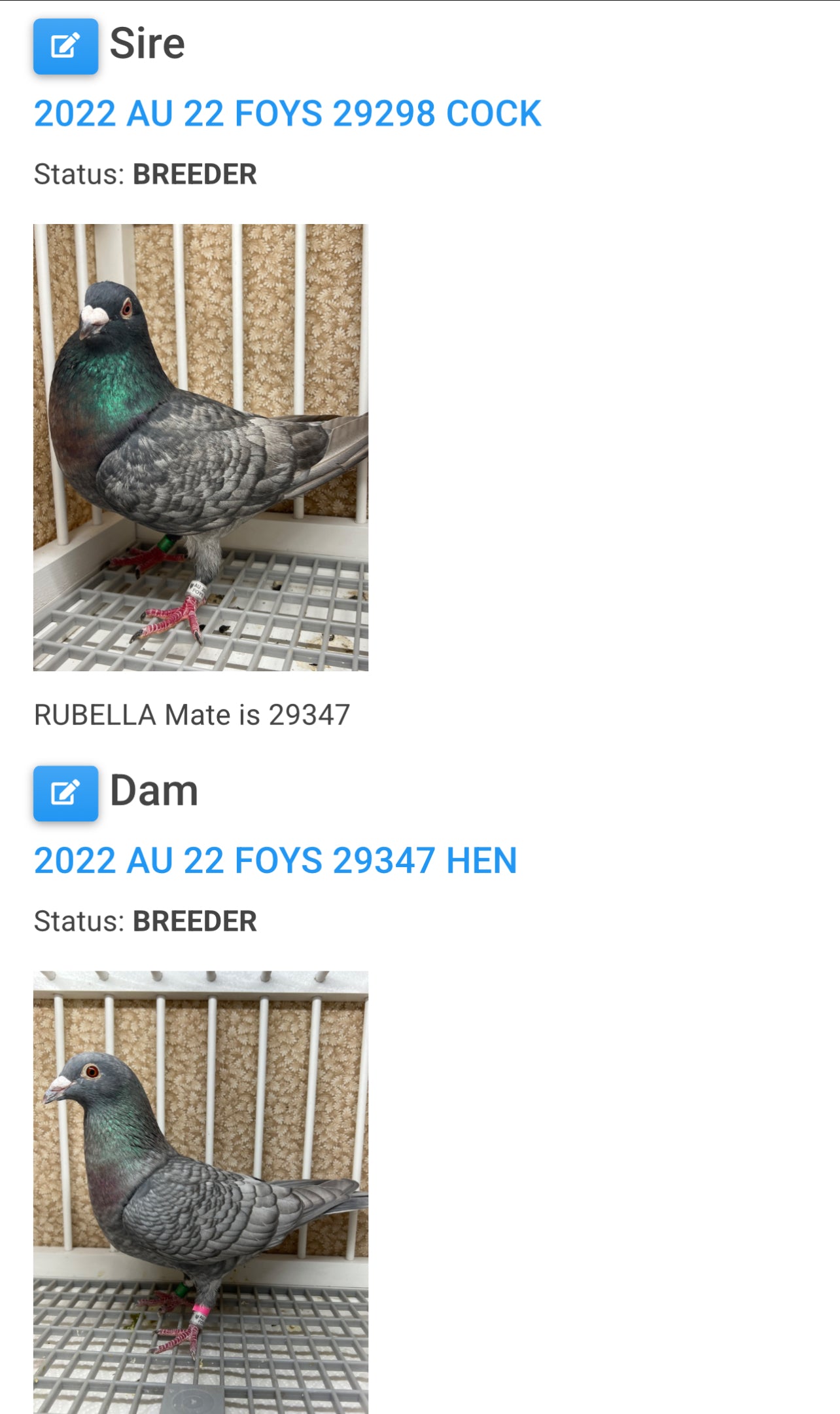 (Rubella) Racing Pigeon "GRPC 5403”