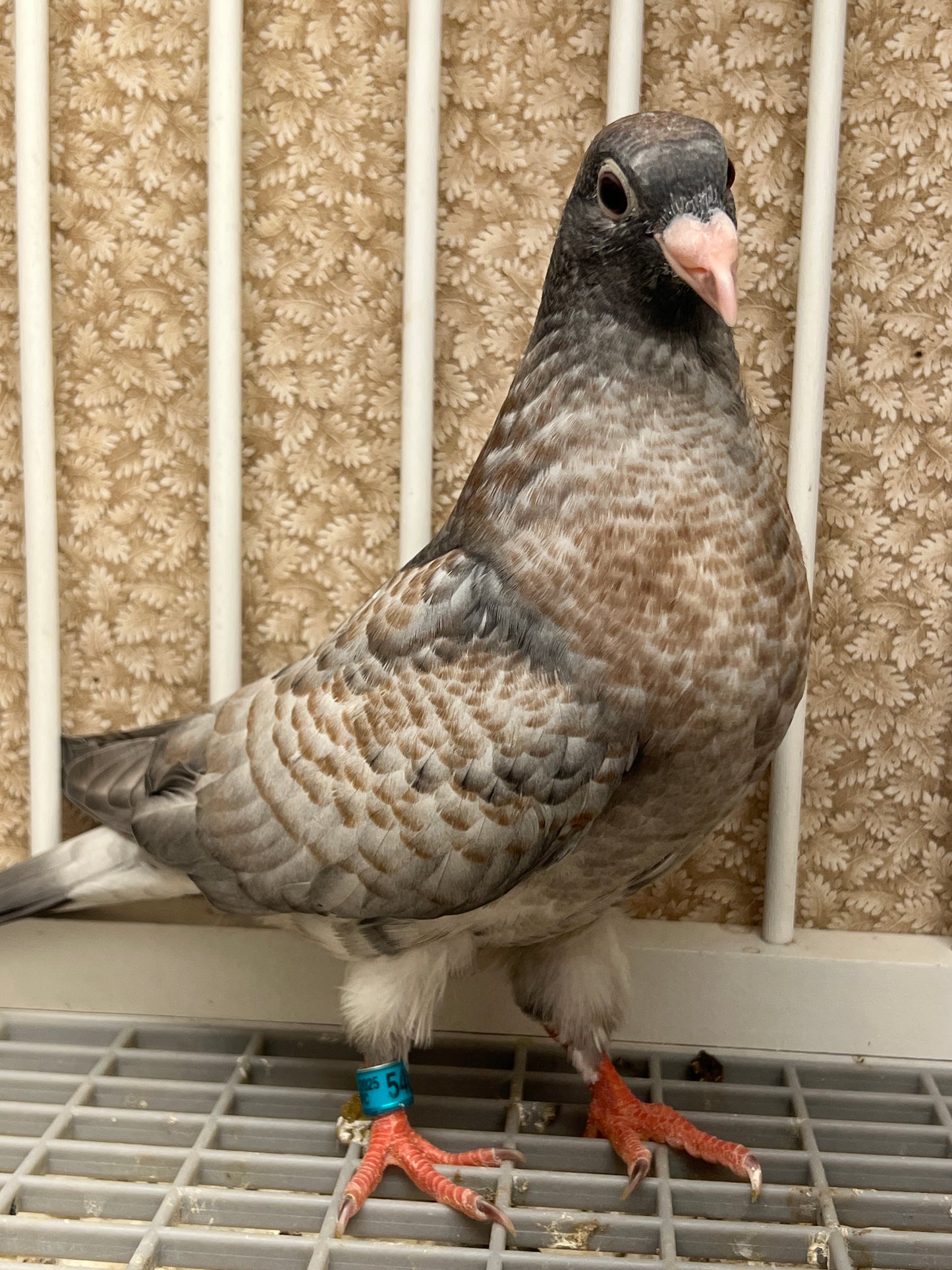 (Rubella) Racing Pigeon "GRPC 5403”