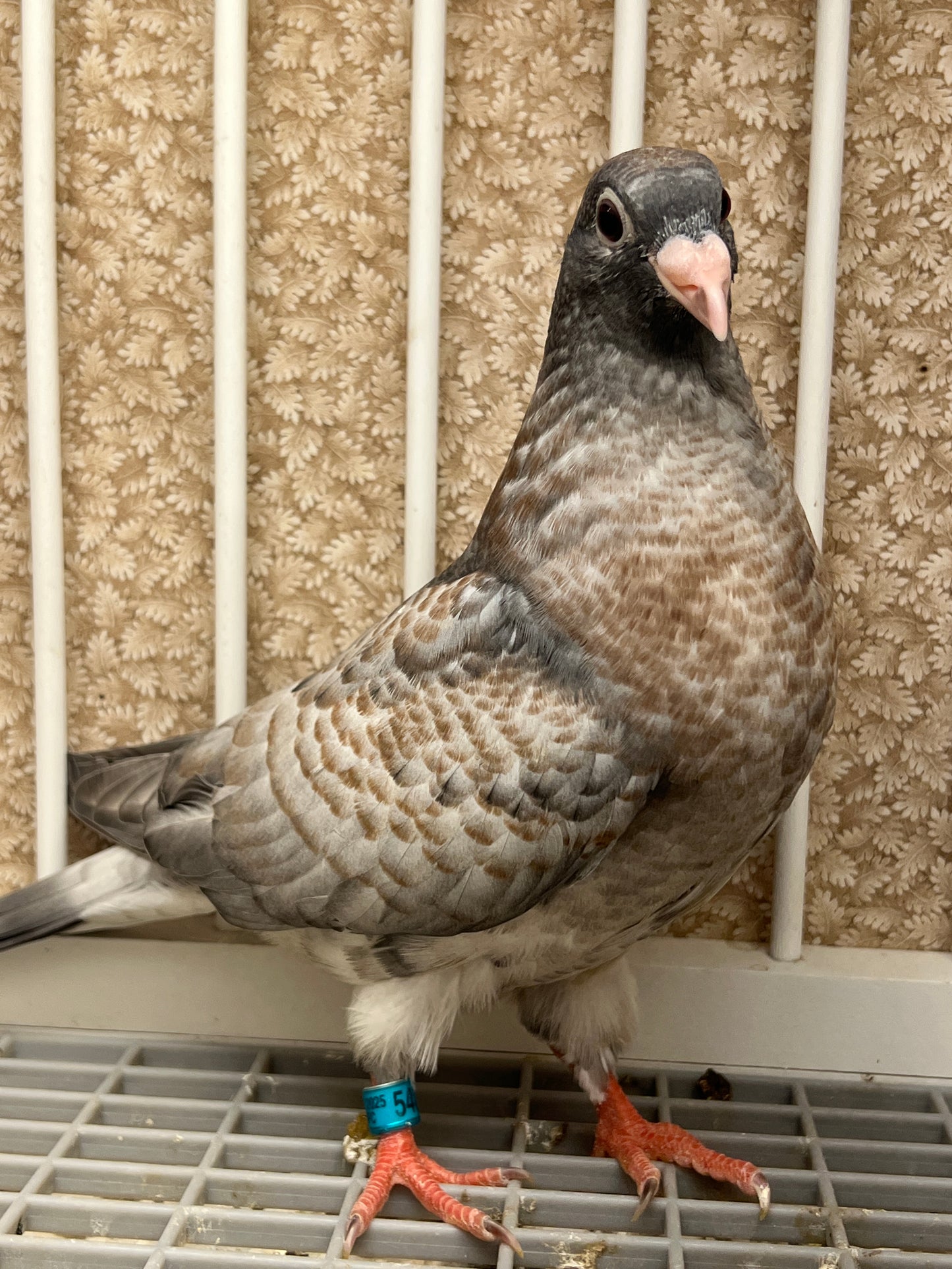 (Rubella) Racing Pigeon "GRPC 5403”