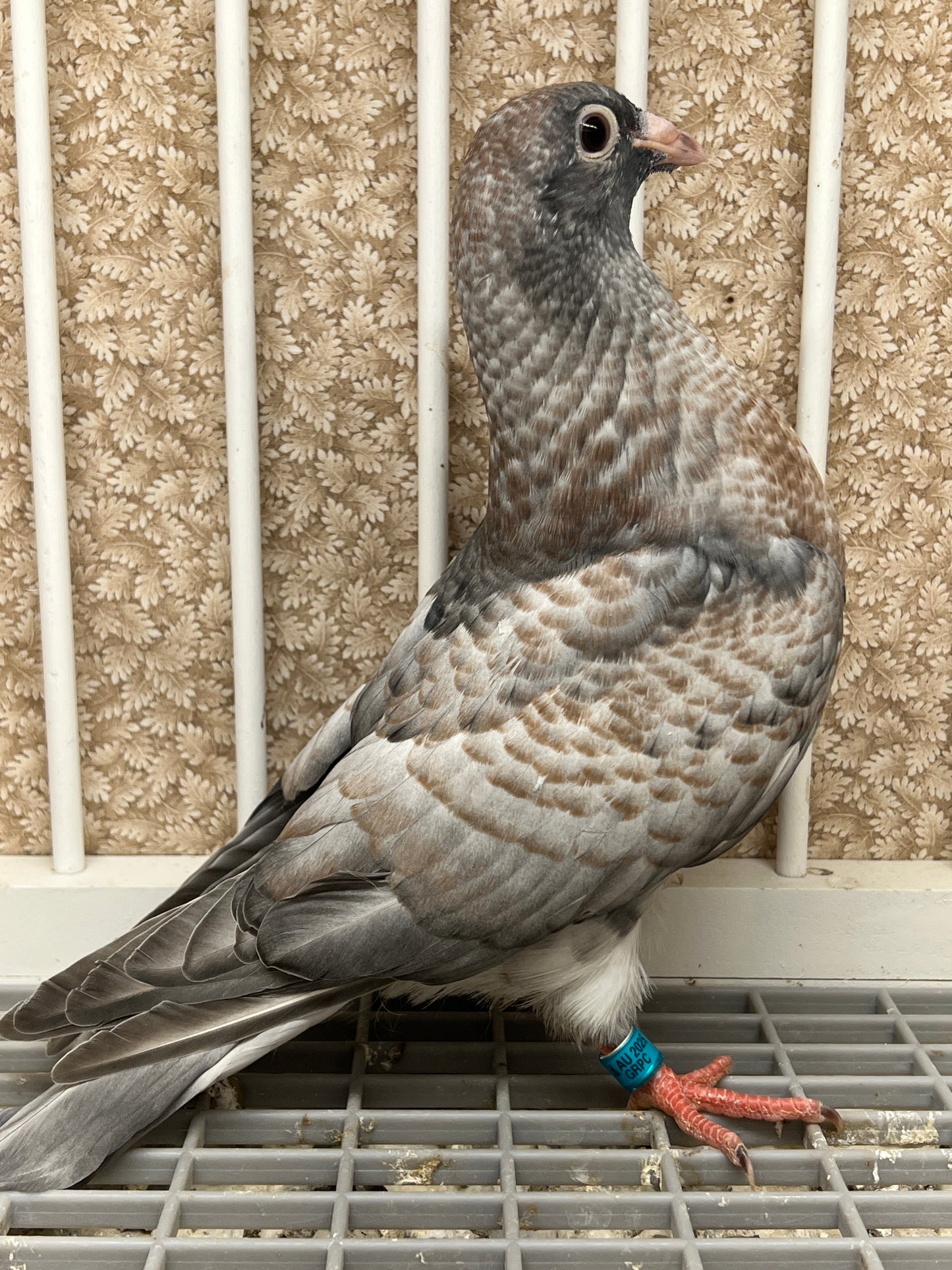 (Rubella) Racing Pigeon "GRPC 5403”