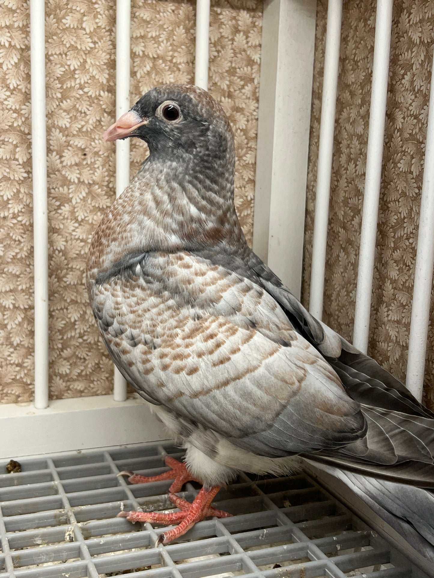 (Rubella) Racing Pigeon "GRPC 5403”
