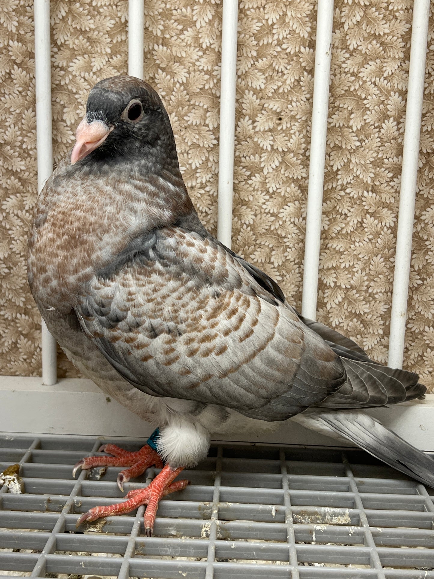 (Rubella) Racing Pigeon "GRPC 5403”